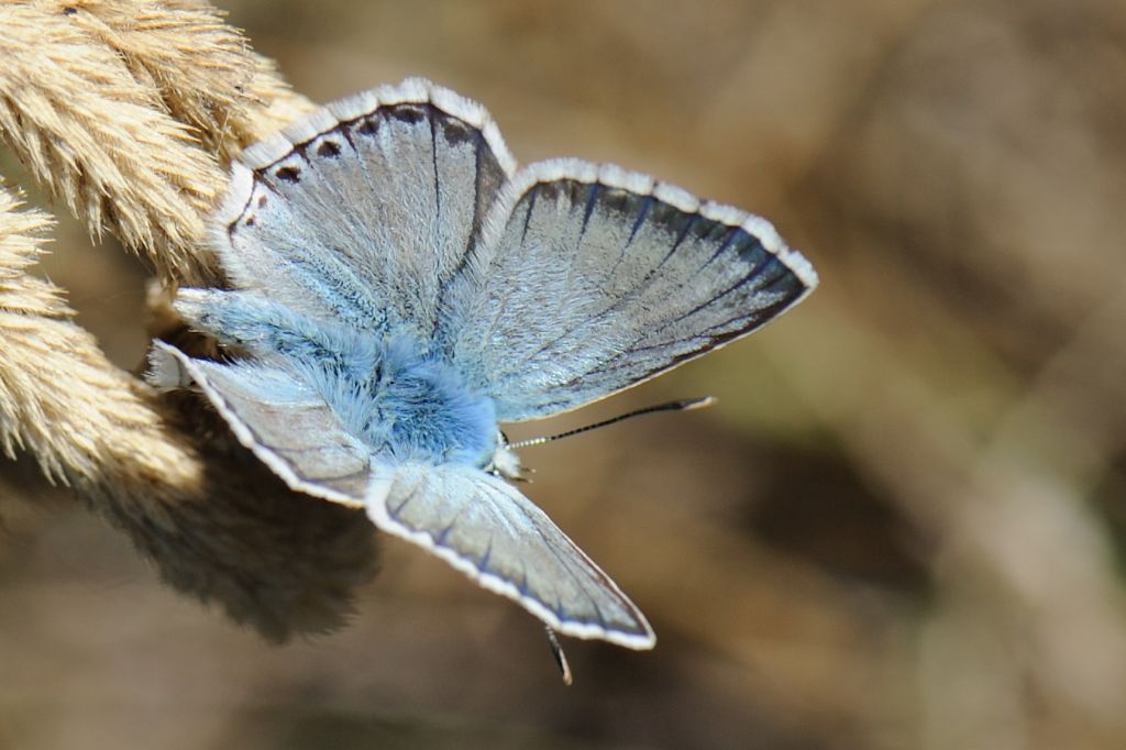 Polyommatus (Meleageria) daphnis
